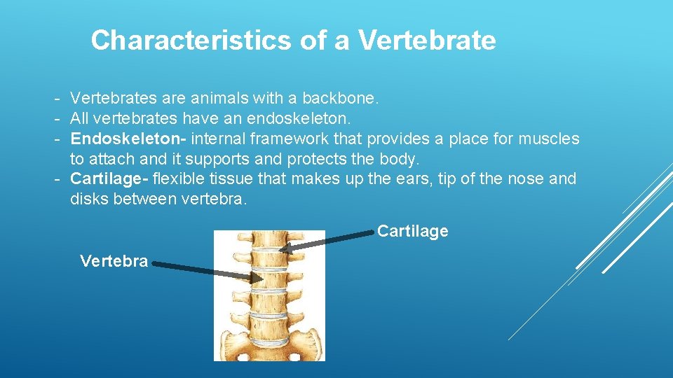 Characteristics of a Vertebrate - Vertebrates are animals with a backbone. - All vertebrates