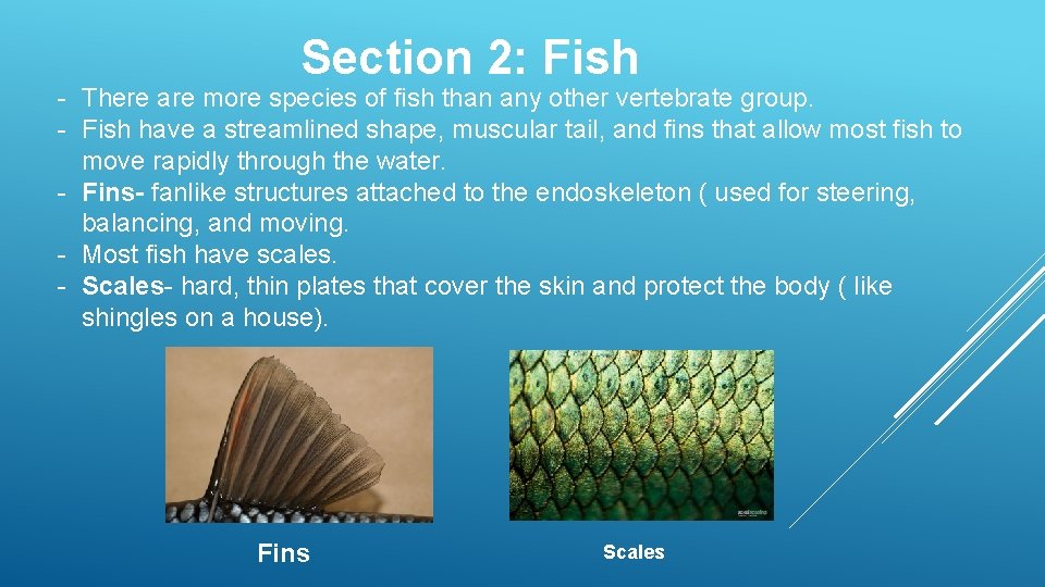 Section 2: Fish - There are more species of fish than any other vertebrate