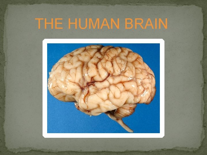 THE HUMAN BRAIN 