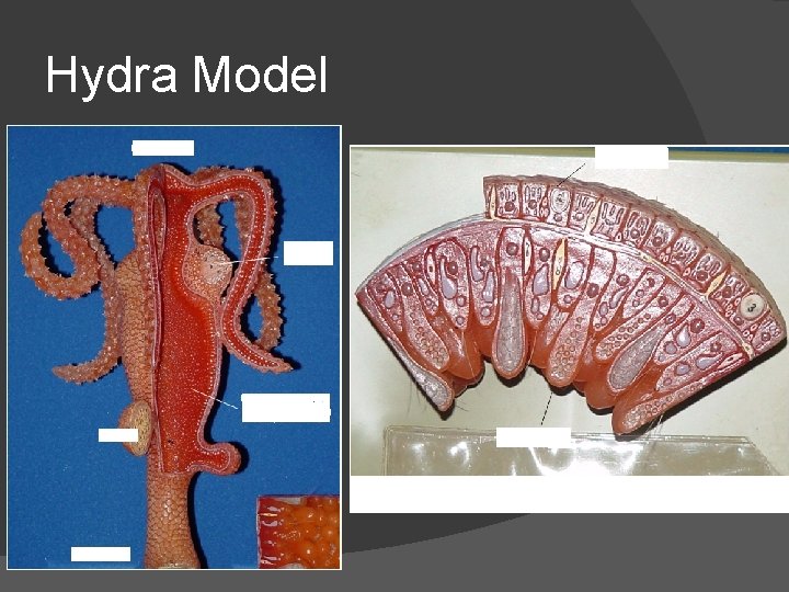 Hydra Model 