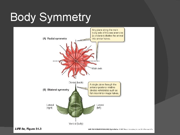 Body Symmetry 