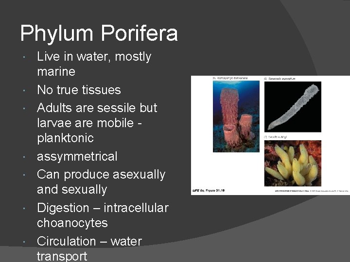 Phylum Porifera Live in water, mostly marine No true tissues Adults are sessile but