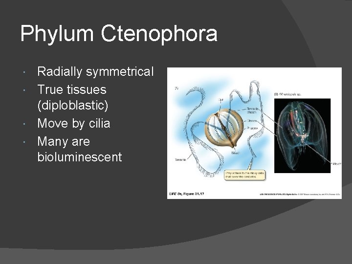 Phylum Ctenophora Radially symmetrical True tissues (diploblastic) Move by cilia Many are bioluminescent 