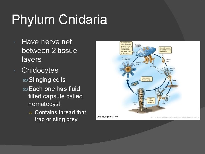 Phylum Cnidaria Have nerve net between 2 tissue layers Cnidocytes Stinging cells Each one