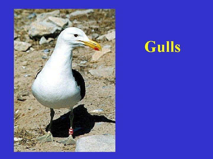 Gulls 