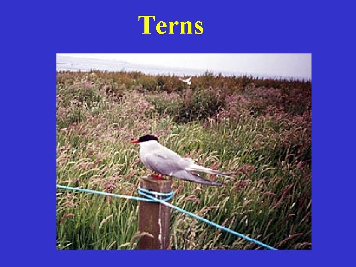 Terns 