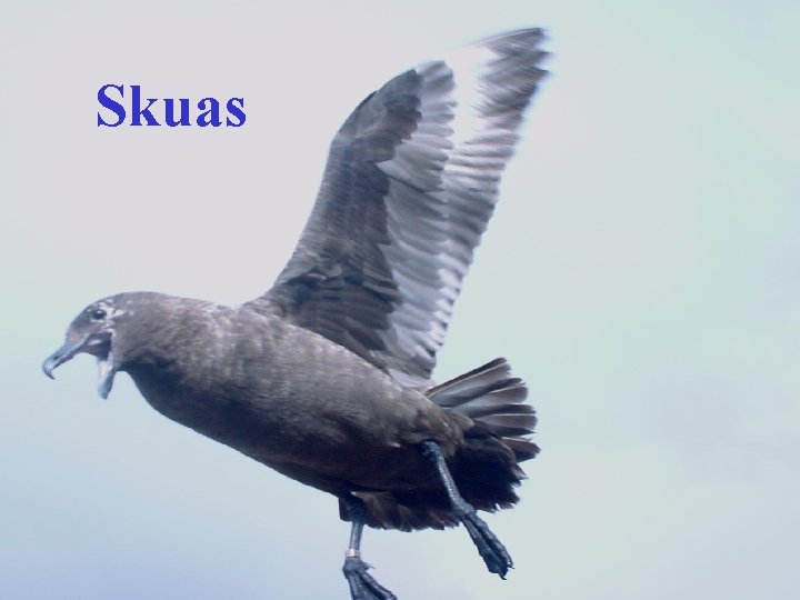 Skuas 