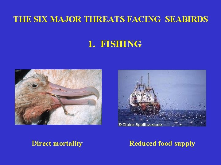 THE SIX MAJOR THREATS FACING SEABIRDS 1. FISHING Direct mortality Reduced food supply 