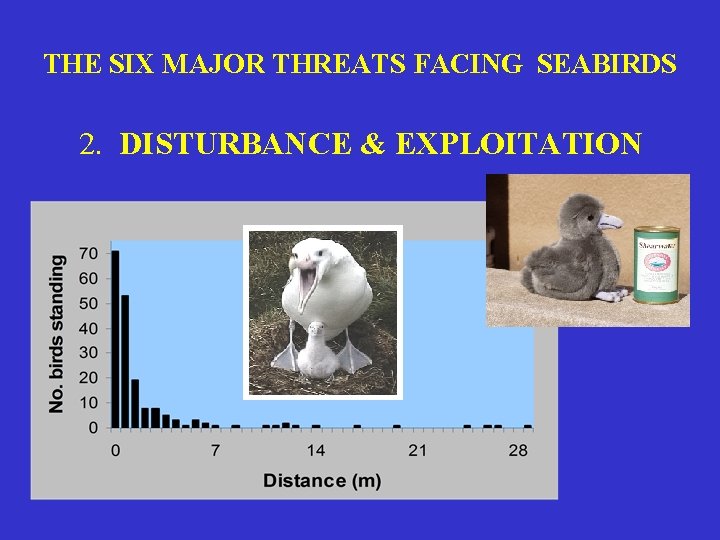 THE SIX MAJOR THREATS FACING SEABIRDS 2. DISTURBANCE & EXPLOITATION 