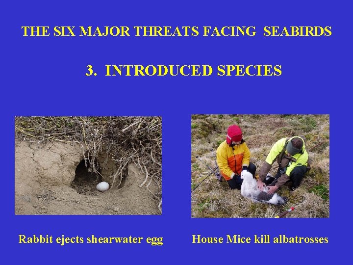 THE SIX MAJOR THREATS FACING SEABIRDS 3. INTRODUCED SPECIES Rabbit ejects shearwater egg House