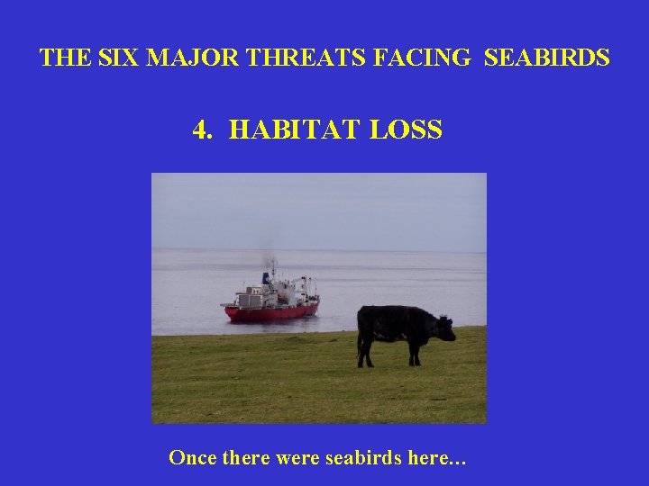 THE SIX MAJOR THREATS FACING SEABIRDS 4. HABITAT LOSS Once there were seabirds here…