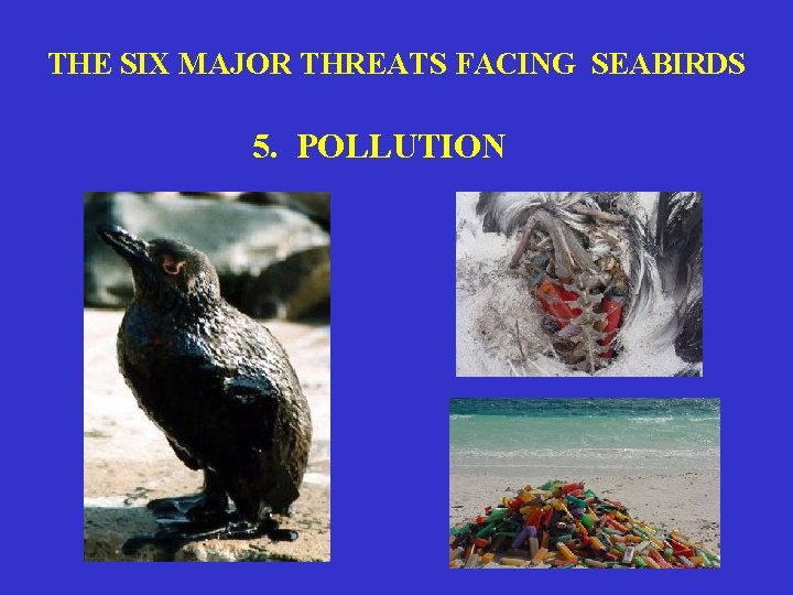 THE SIX MAJOR THREATS FACING SEABIRDS 5. POLLUTION 