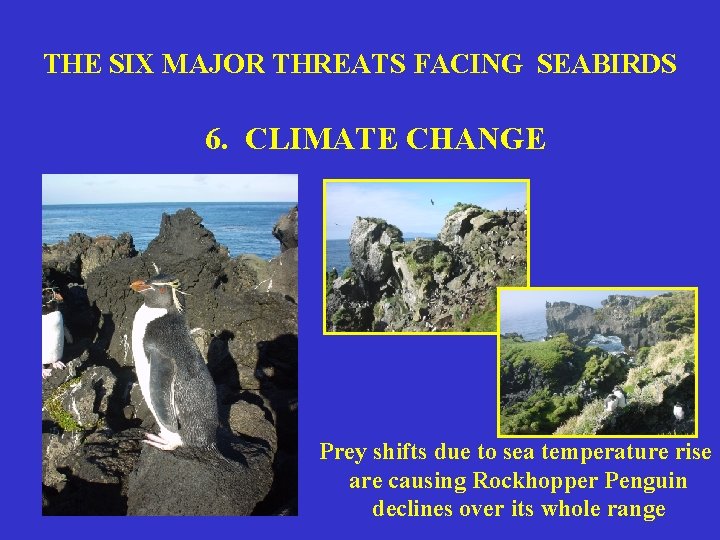 THE SIX MAJOR THREATS FACING SEABIRDS 6. CLIMATE CHANGE Prey shifts due to sea
