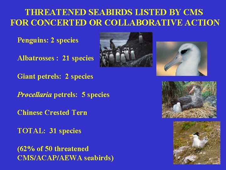 THREATENED SEABIRDS LISTED BY CMS FOR CONCERTED OR COLLABORATIVE ACTION Penguins: 2 species Albatrosses