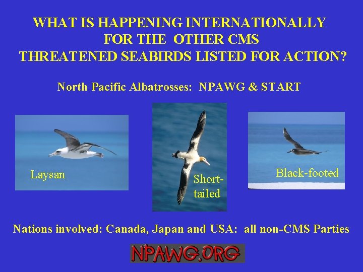 WHAT IS HAPPENING INTERNATIONALLY FOR THE OTHER CMS THREATENED SEABIRDS LISTED FOR ACTION? North