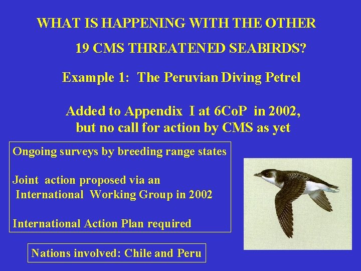 WHAT IS HAPPENING WITH THE OTHER 19 CMS THREATENED SEABIRDS? Example 1: The Peruvian