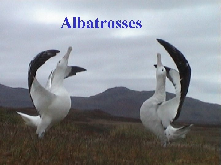 Albatrosses 