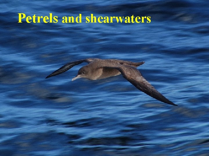 Petrels and shearwaters 