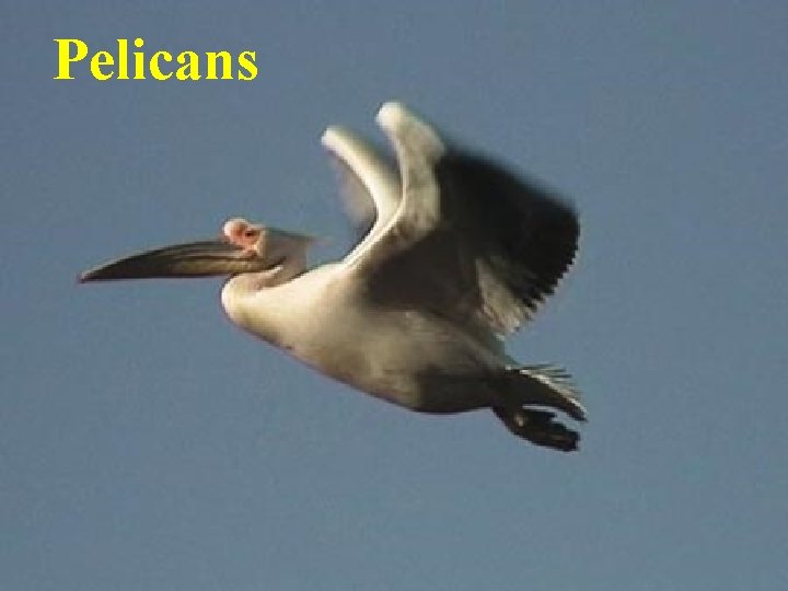 Pelicans 