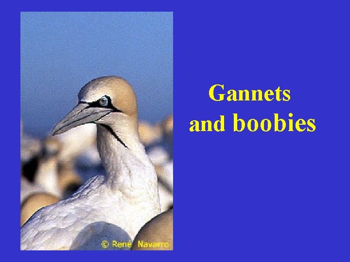 Gannets and boobies 