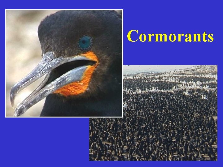 Cormorants 