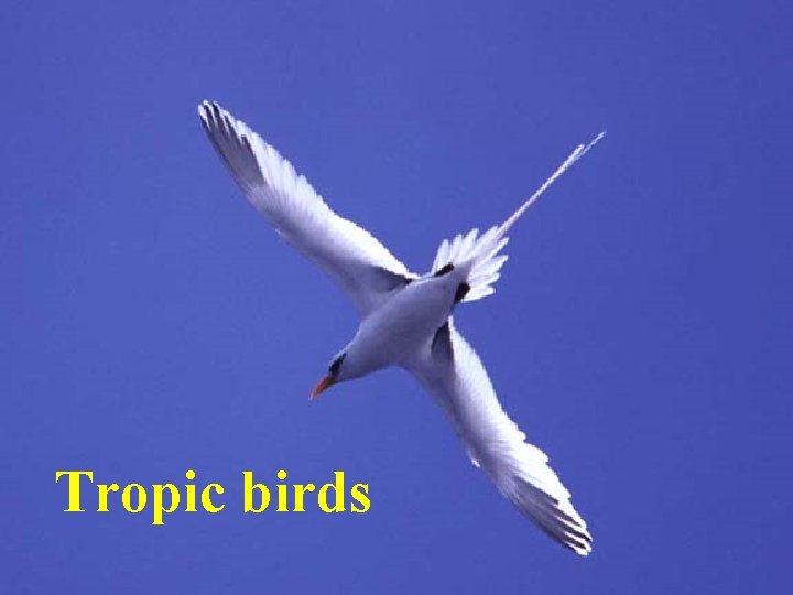 Tropic birds 