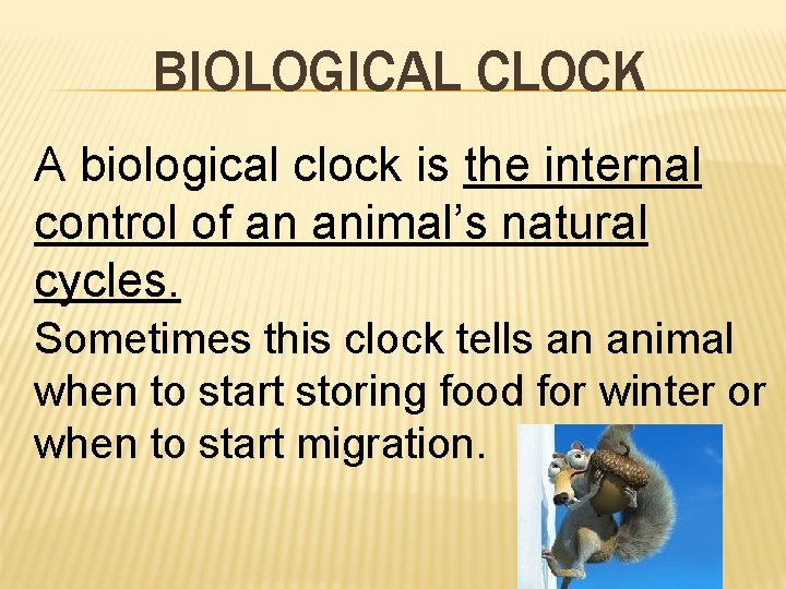 BIOLOGICAL CLOCK A biological clock is the internal control of an animal’s natural cycles.