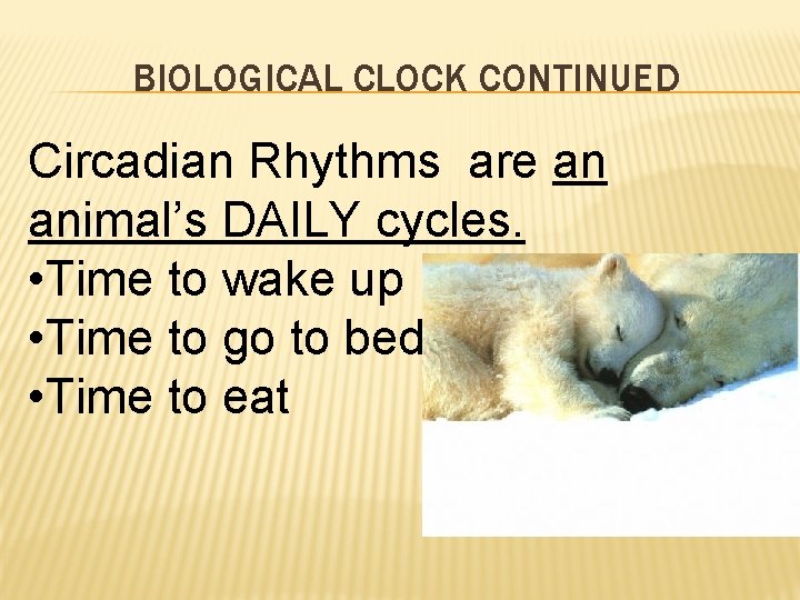 BIOLOGICAL CLOCK CONTINUED Circadian Rhythms are an animal’s DAILY cycles. • Time to wake