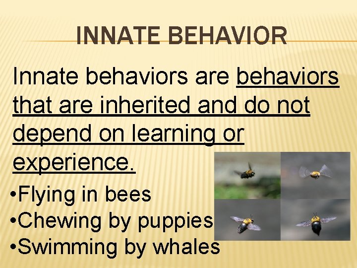 INNATE BEHAVIOR Innate behaviors are behaviors that are inherited and do not depend on