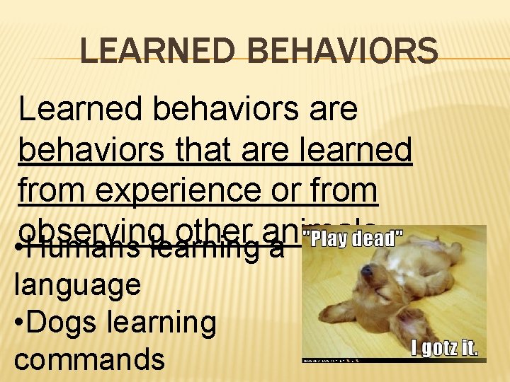 LEARNED BEHAVIORS Learned behaviors are behaviors that are learned from experience or from observing