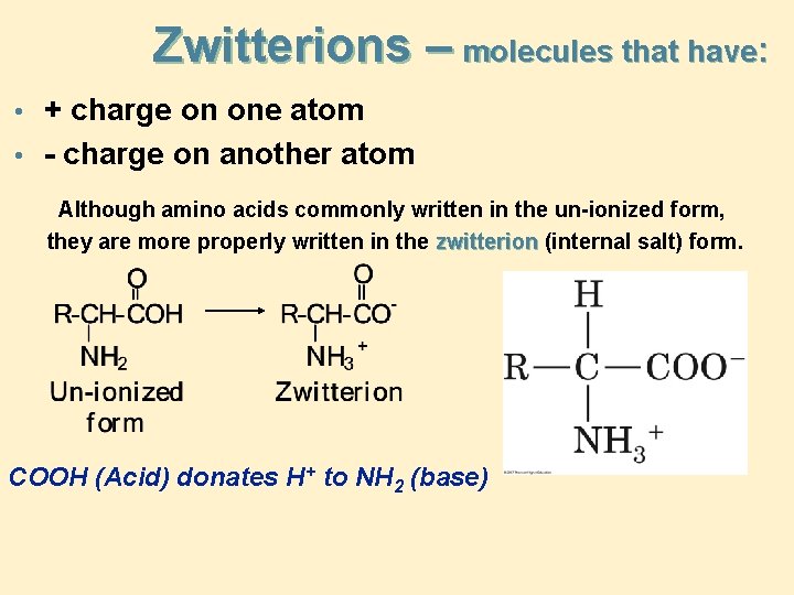 Zwitterions – molecules that have: • + charge on one atom • - charge