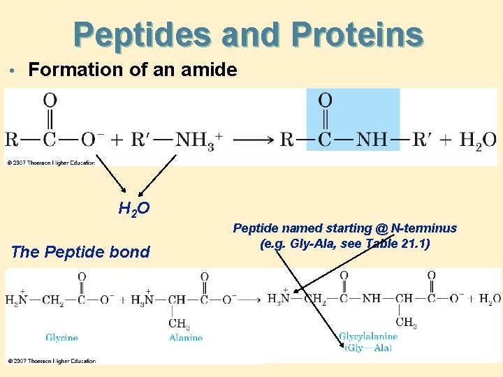 Peptides and Proteins • Formation of an amide H 2 O The Peptide bond