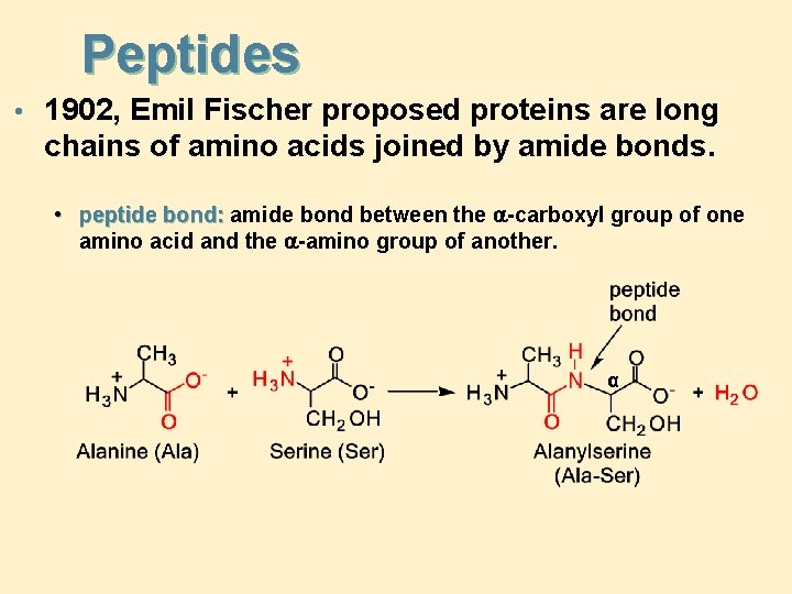 Peptides • 1902, Emil Fischer proposed proteins are long chains of amino acids joined