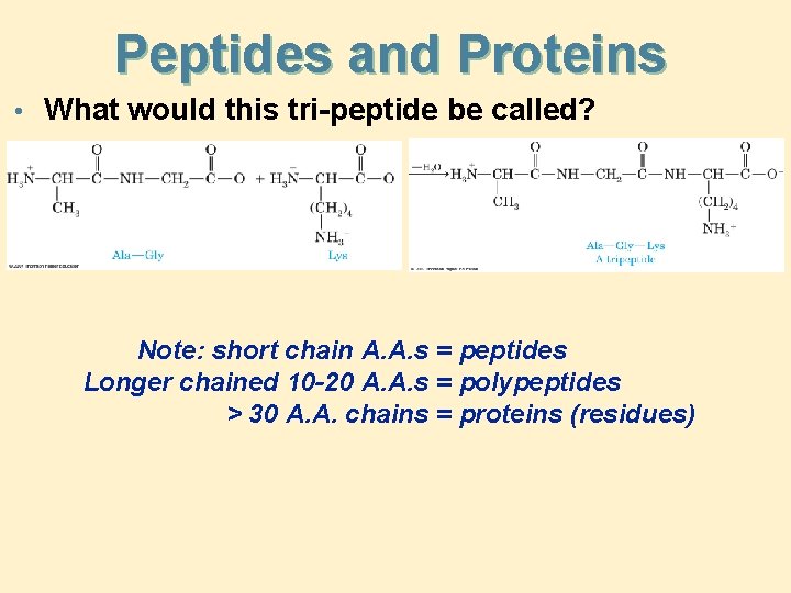 Peptides and Proteins • What would this tri-peptide be called? Note: short chain A.