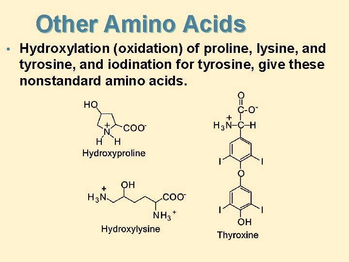Other Amino Acids • Hydroxylation (oxidation) of proline, lysine, and tyrosine, and iodination for