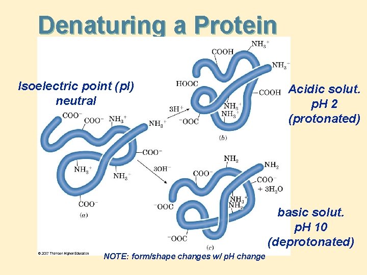 Denaturing a Protein Isoelectric point (p. I) neutral Acidic solut. p. H 2 (protonated)