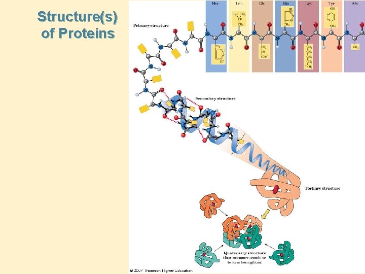 Structure(s) of Proteins 