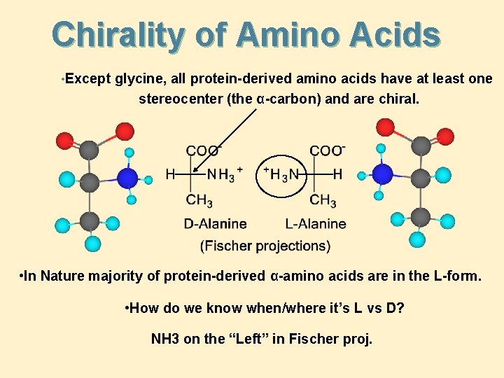 Chirality of Amino Acids • Except glycine, all protein-derived amino acids have at least