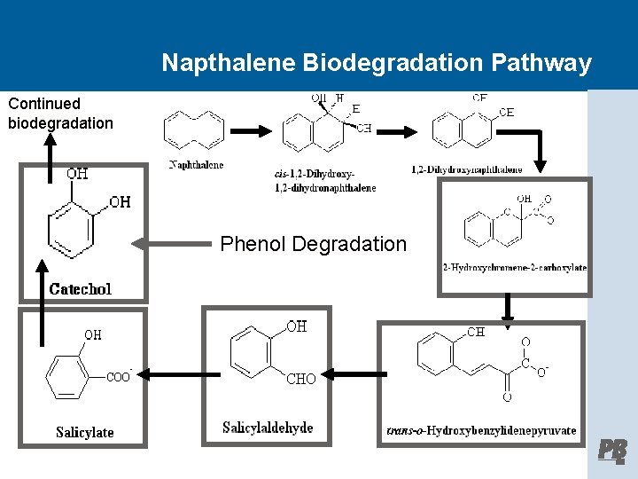 Napthalene Biodegradation Pathway Continued biodegradation Phenol Degradation 