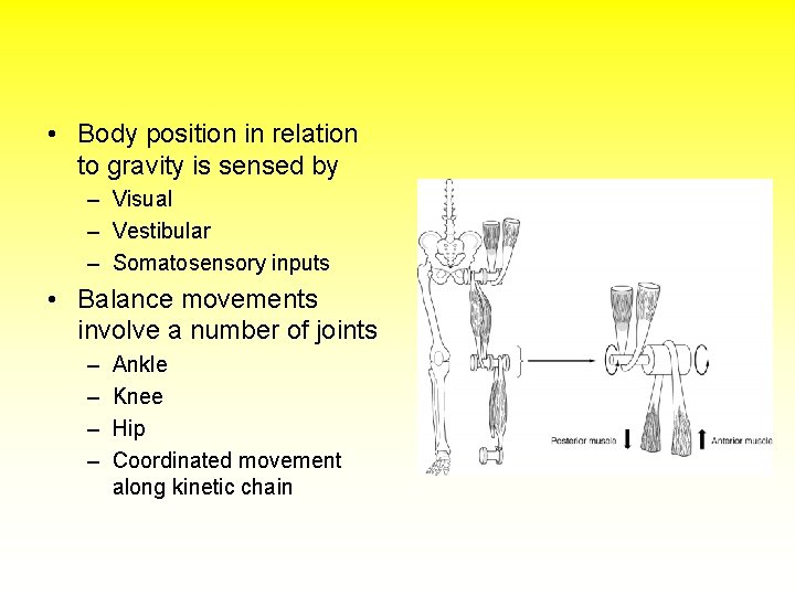  • Body position in relation to gravity is sensed by – Visual –