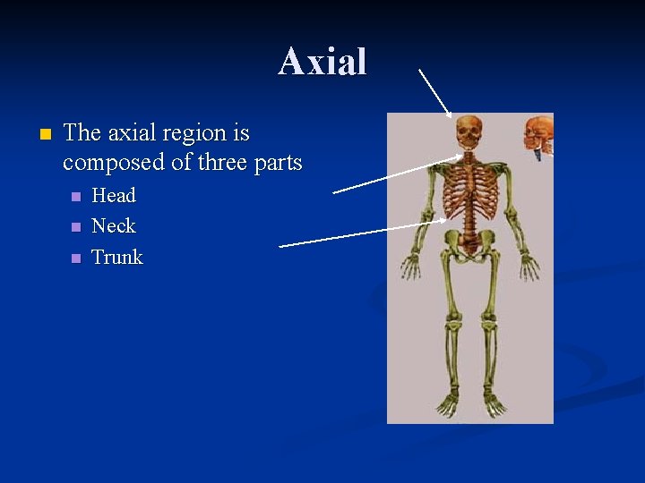 Axial n The axial region is composed of three parts n n n Head