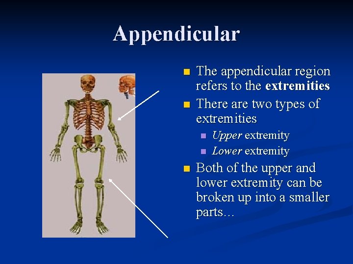 Appendicular n n The appendicular region refers to the extremities There are two types