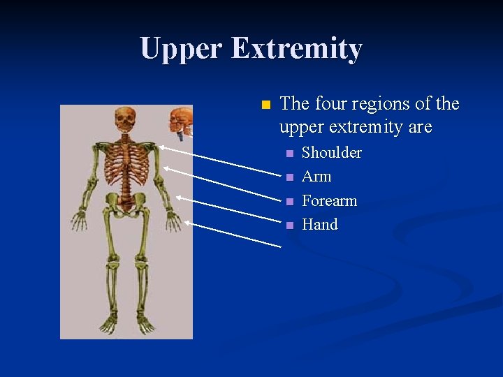 Upper Extremity n The four regions of the upper extremity are n n Shoulder