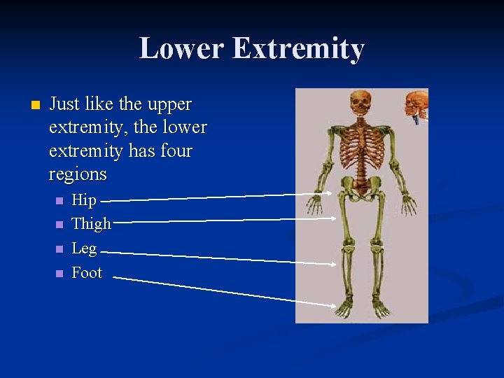 Lower Extremity n Just like the upper extremity, the lower extremity has four regions