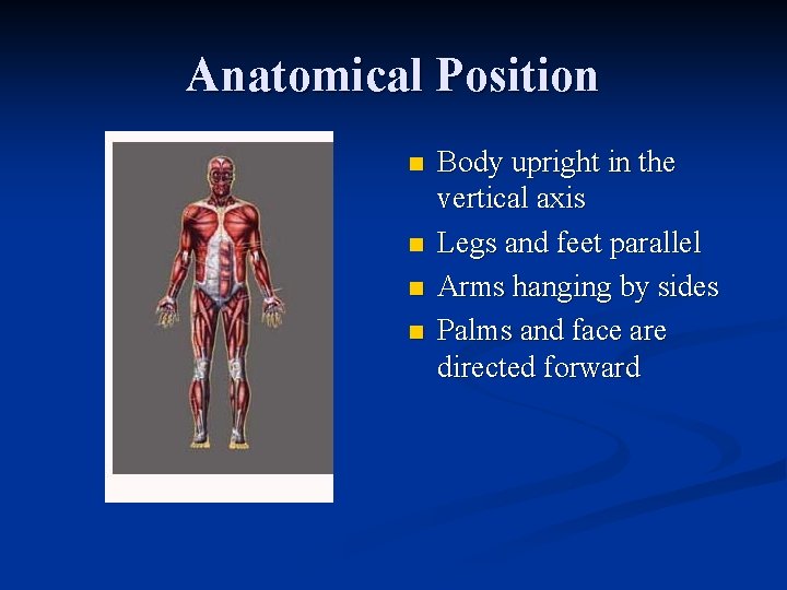 Anatomical Position n n Body upright in the vertical axis Legs and feet parallel