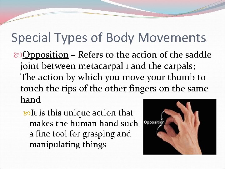 Special Types of Body Movements Opposition – Refers to the action of the saddle