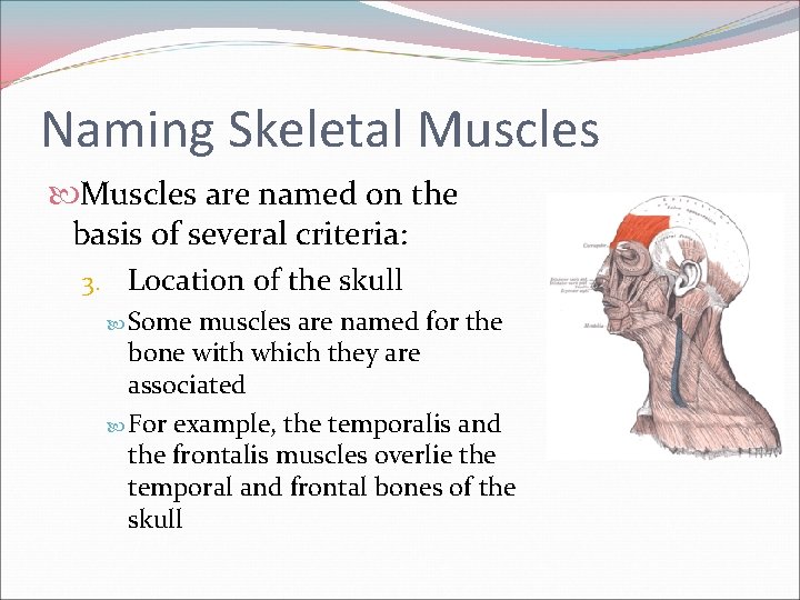 Naming Skeletal Muscles are named on the basis of several criteria: 3. Location of