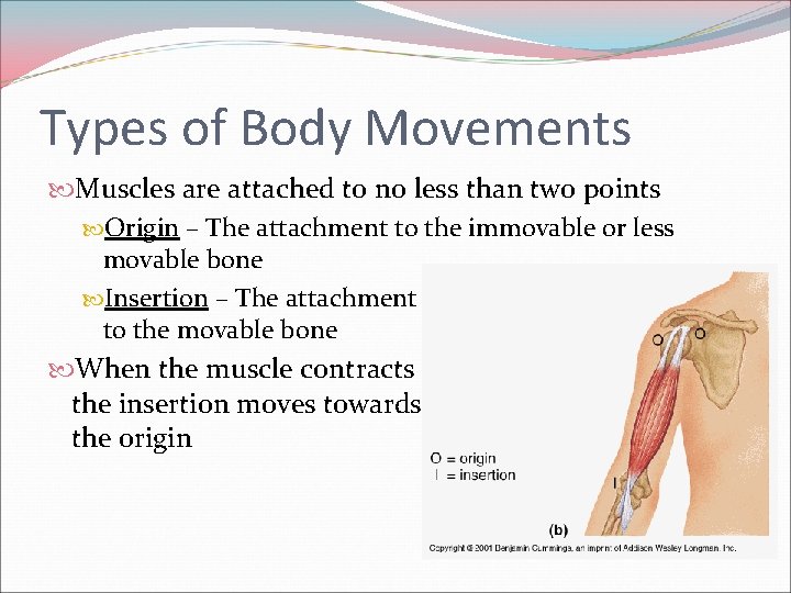 Types of Body Movements Muscles are attached to no less than two points Origin