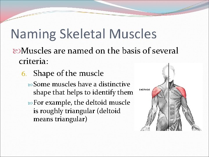 Naming Skeletal Muscles are named on the basis of several criteria: 6. Shape of