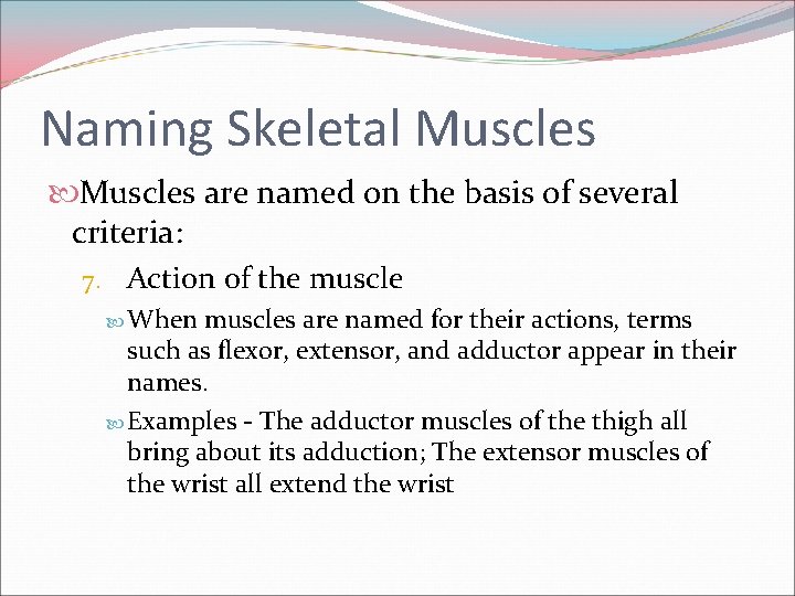 Naming Skeletal Muscles are named on the basis of several criteria: 7. Action of